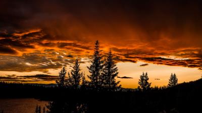 Trees sunset sky image 4k wallpaper