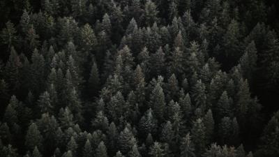 Trees top view forest ddd 4k wallpaper