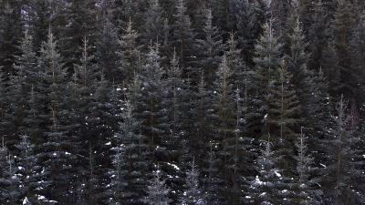 Trees top view forest image 4k wallpaper