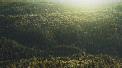 Trees top view light 4k wallpaper