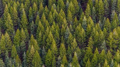 Trees top view pines 4k wallpaper