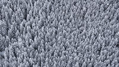 Trees top view snow snowy 4k wallpaper