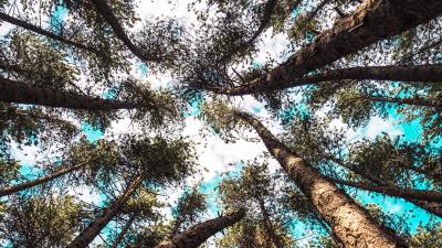 Trees tops bottom view image 4k wallpaper