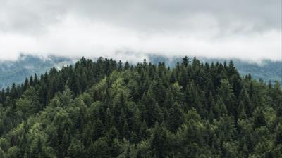 Trees tops fog clouds 4k wallpaper