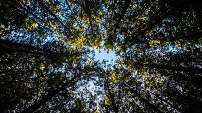 Trees tops sky leaves 4k wallpaper