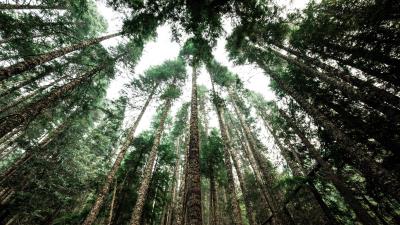 Trees tops trunks 4k wallpaper