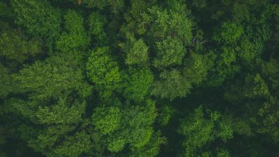 Trees treetops aerial view 4k wallpaper