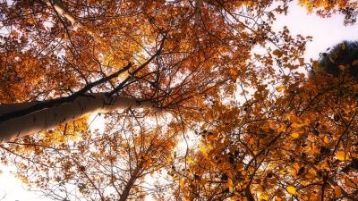 Trees treetops sky image 4k wallpaper
