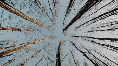 Trees treetops sky 4k wallpaper