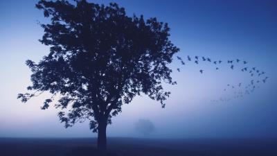tree evening lonely birds wedge sky dark blue shades 4k wallpaper