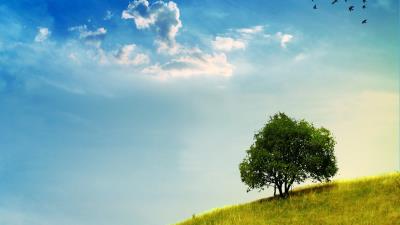 tree slope grass greens sky birds 4k wallpaper