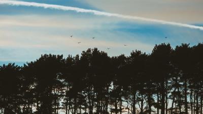 trees sky evening birds 4k wallpaper
