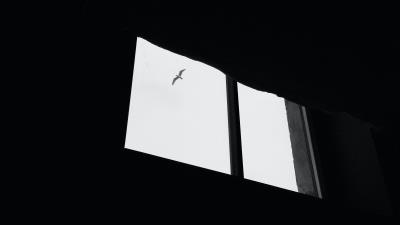 Seagull bird window 4k wallpaper