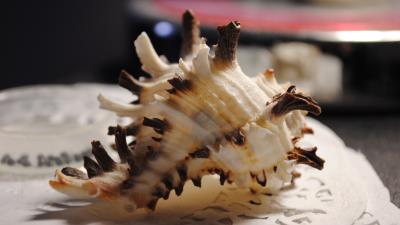 Shell close up sea 4k wallpaper