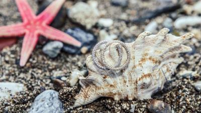 Shell rings ornaments marine 4k wallpaper