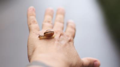 Snail hand fingers 4k wallpaper