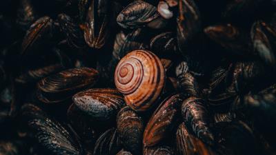 Snail mussels shells 4k wallpaper