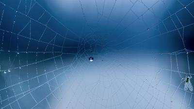 Spider web close up drops 4k wallpaper
