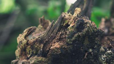 Stump decaying tree 4k wallpaper