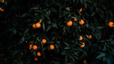 Tangerines bush fruits 4k wallpaper