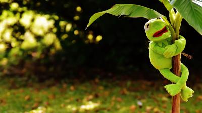 Toy kermit the frog plant 4k wallpaper