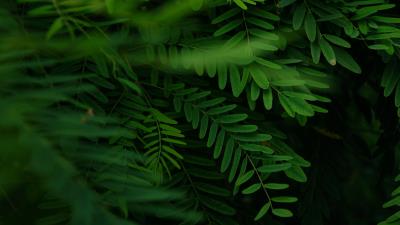 Acacia leaves branches 4k wallpaper
