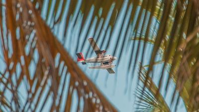 Airplane palm sky 4k wallpaper