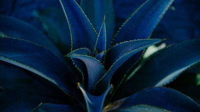 Aloe succulent plant 4k wallpaper