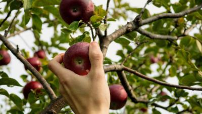Apple hand branch 4k wallpaper