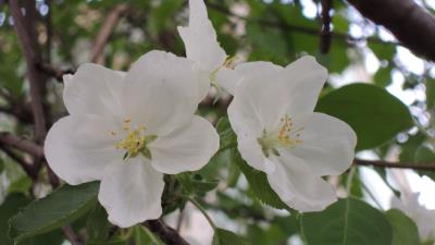 Apple tree flower leaves branche 4k wallpaper