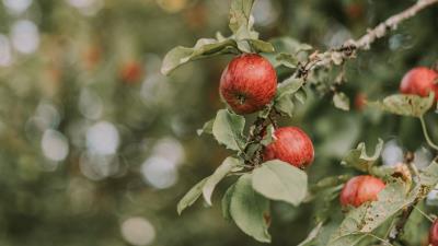 Apples red ripe 4k wallpaper