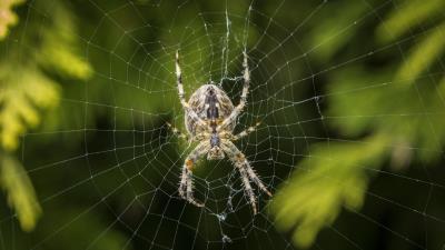 Araneus diadematus spider web 4k wallpaper