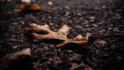 Asphalt leaves dry 4k wallpaper