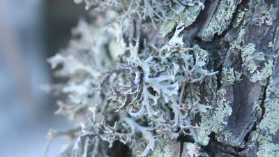 Bark moss tree brigh 4k wallpaper