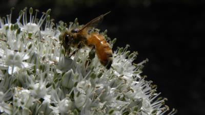 Bee allium pollination flower 4k wallpaper