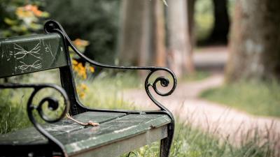 Bench maple branch 4k wallpaper