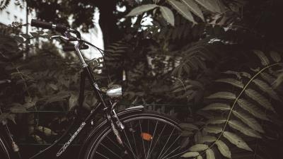 Bicycle branches leaves 4k wallpaper