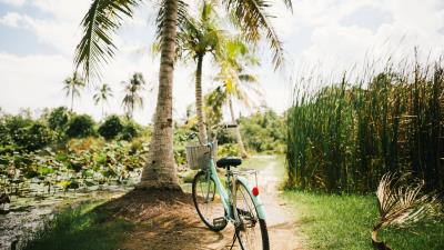Bicycle palm trees tropics 4k wallpaper