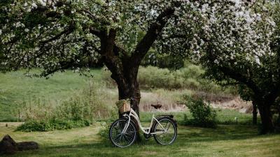 Bicycle tree apple tree 4k wallpaper