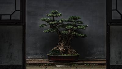 Bonsai tree plant 4k wallpaper