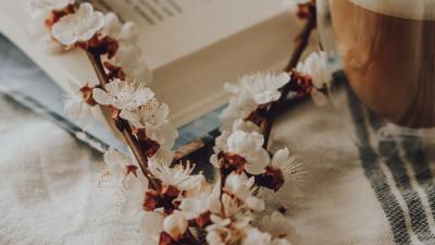 Branch flowering coffee 4k wallpaper