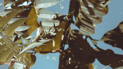 Branches leaves double exposure 4k wallpaper