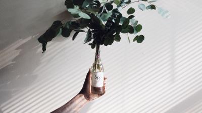 Branches leaves plant 4k wallpaper