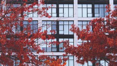 Building facade branches 4k wallpaper