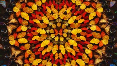 Butterflies patterns wings 4k wallpaper