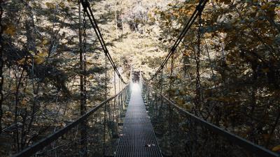 Cable bridge bridge forest 4k wallpaper