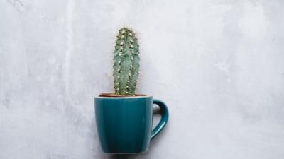 Cactus mug houseplant 4k wallpaper