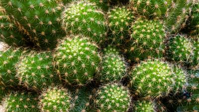 Cactus needles thorns 4k wallpaper