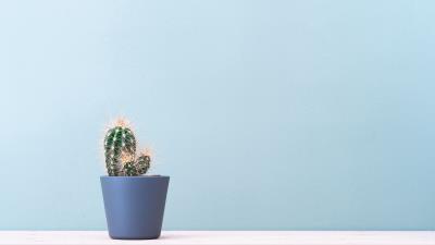Cactus plant minimalism 4k wallpaper