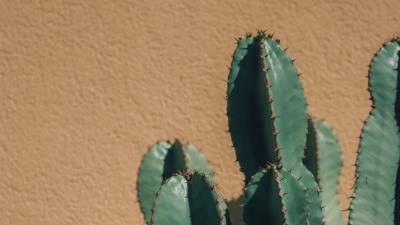 Cactus thorns plant 4k wallpaper